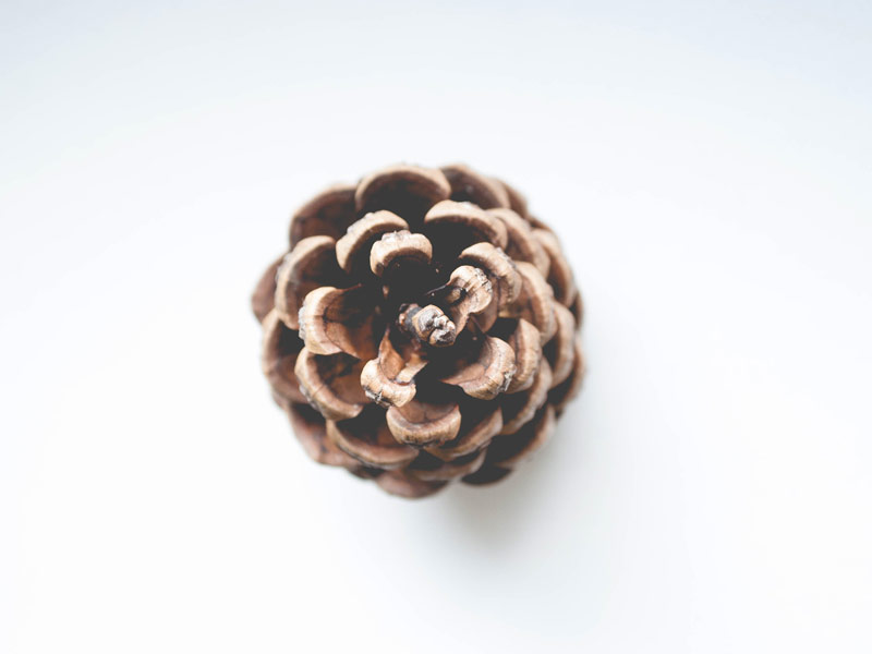 käpy valkoista taustaa vasten